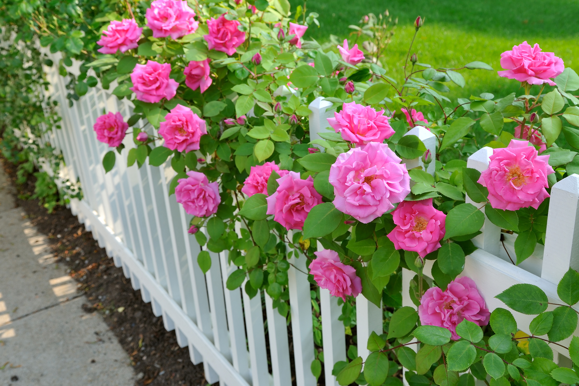 a decorative type of garden fence