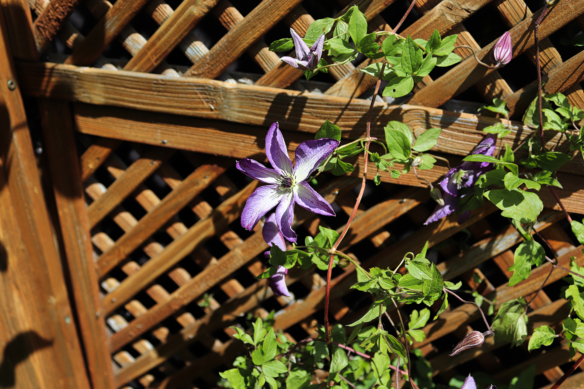 trellis fencing with a purple climbing flower