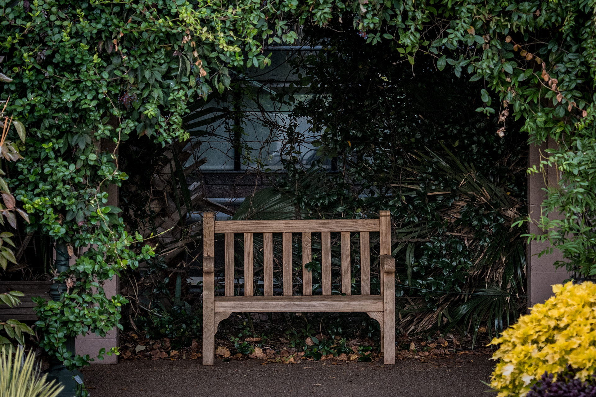 a garden bench under a green alcove